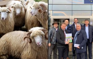 Viitorul sectoarelor ovin si caprin, dezbatut la Bruxelles! ”Romania are o oportunitate imensa” Stiri agricole
