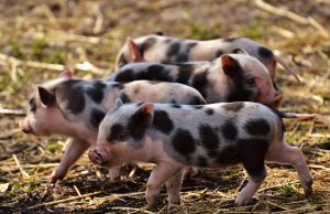 STARE DE URGENTA in sectorul porcin! ANISS solicita chiar dosare penale Agricultura europeană