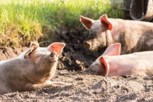 HARTA. Situatia Pestei Porcine in Romania. Peste doua mii de focare, stinse Realitatea Rurala