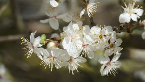 CALENDARUL AGRICULTORULUI: 10-11 martie Recomandari