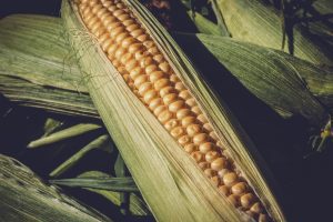 Recensamantul General Agricol, de importanta majora Agricultura