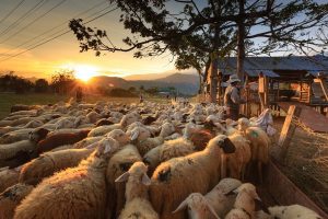 Anunt APIA! Ce se intampla cu platile pentru cresterea animalelor? Stiri agricole