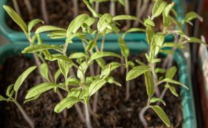 Calendarul grădinarului şi agricultorului: 9 Martie Stiri agricole