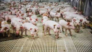 Noi plati APIA! Banii virati in conturile fermierilor incepand de azi Agricultura europeană
