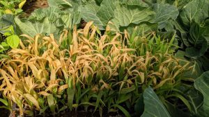 Dezastru pentru legumicultori! Temperaturile negative de azi-noapte fac prapad in solarii Stiri agricole