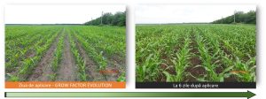 Solutiile Ecofol pentru un randament maxim al culturii de porumb Stiri agricole