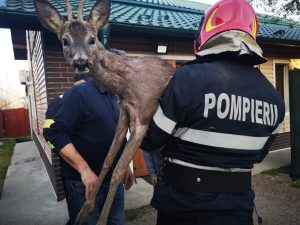Pui de caprioara, salvat de pompieri! Interventie spectaculoasa Meteo