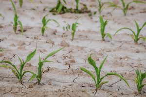 Peste 1 MILION de HA afectate de seceta. Care sunt judetele cu cele mai mari suprafete calamitate? Agricultura