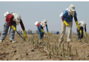 Europarlamentar: 300 de oameni, infectati cu coronavirus la o ferma din Germania la care lucreaza romani Comunicate