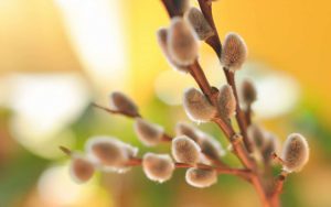 Duminica Floriilor. Traditii si superstitii pentru fermieri si fermiere Stiri agricole