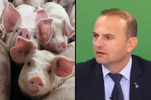 Scarlat boala pestei porcine
