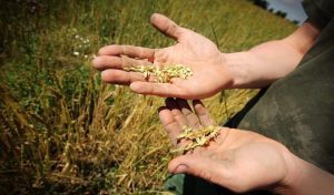 soiuri fermierii romani productia