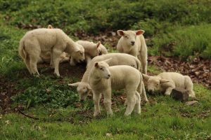 Cat de cautat este mielul romanesc? Unii isi freaca palmele, altii se uita lung Stiri agricole