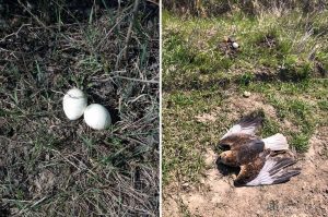 CRUZIME de neimaginat! Oua injectate cu OTRAVA INTERZISA, folosite ca momeala pentru animale Editorial