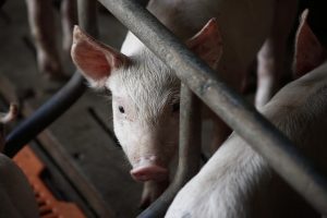 REVOLTA asociatiilor din sectorul suin! „Producatorii de carne de porc, ignorati de autoritati” Meteo