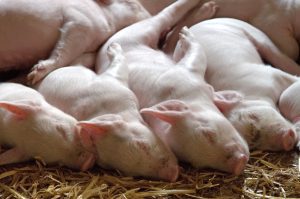 animale. porci