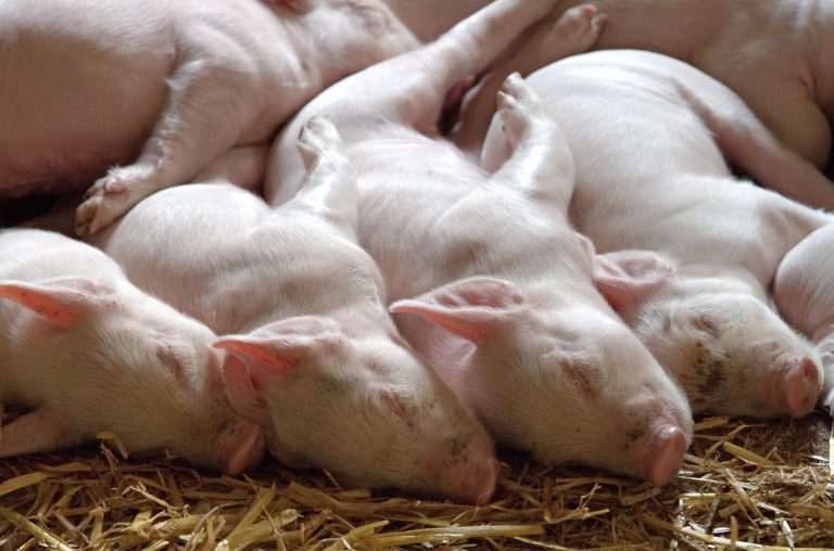 animale. porci