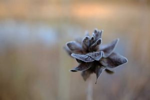 AVERTIZARE METEO: vreme deosebit de rece, bruma si inghet la sol! Agricultura europeană