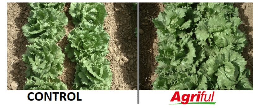 Sistemul radicular – fundația succesului ! 2 Sistemul radicular – fundația succesului ! Sistemul radicular – fundația succesului ! Recomandari
