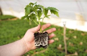  Sistemul radicular – fundația succesului ! Agricultura