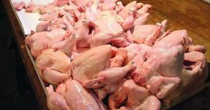 salmonella