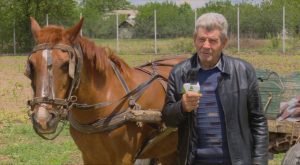 VIDEO Un cal de nadejde si o sareta, mai bune decat orice utilaj Stiri agricole