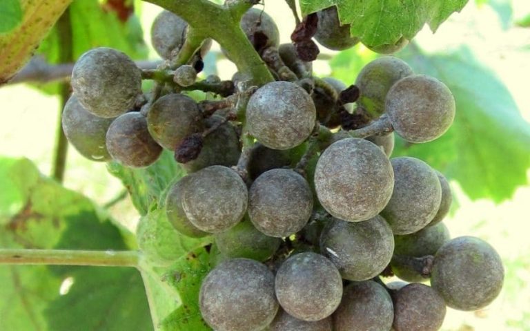 viticultura