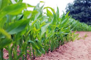 Erbicidarea porumbului în postemergență – Recomandări de la FMC Stiri agricole
