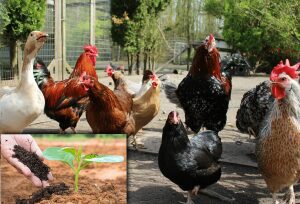 Gunoiul de la pasari, bun ingrasamant in legumicultura Agricultura