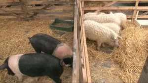 crescătorii de porci