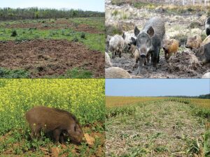 Agricultorii sunt disperati, mistretii le DISTRUG culturile! Ce spune MADR? Stiri agricole