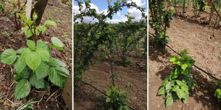 mur plantatiile de pomi si arbusti fructiferi