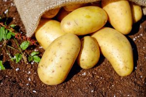 CARTOFII. Curiozitatii și informatii interesante Stiri agricole