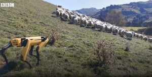 VIDEO. Oile din Noua Zeelanda, pazite de un caine robot Stiri agricole