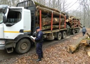 polițiștii în acțiune