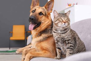 Bolile rare ale animalelor de companie si tratamentele acestora - recomandarile specialistului Recomandari
