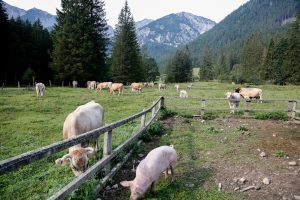 NU INVESTITI in acest sector! Avertizarea producatorilor din Romania Recomandari