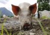 piata carnii de porc ANSVSA focare de pesta porcină africană Ordinul 24 sectorul creșterii porcinelor numarul de focare PPA legea porcului