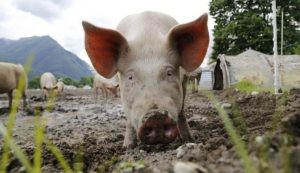 piata carnii de porc Ordin ANSVSA focare de pesta porcină africană Ordinul 24 sectorul creșterii porcinelor numarul de focare PPA legea porcului taierea porcului