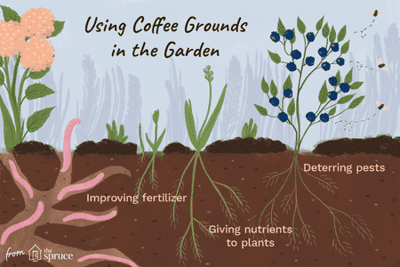 using coffee grounds in your garden 2539864 FINAL 5bfc2cb746e0fb00517c182d df6dcd2a6af54947bd37bd5769d9dac7