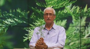 FARMACIA VERDE - Pelinita, un leac de pe marginea drumului Afaceri