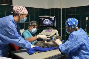 VIDEO Practica in cel mai modern spital veterinar Recomandarile specialistilor