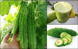 VIDEO Castravetele amar - insulina vegetala produsa la Buzau Sanatate Castravetele amar