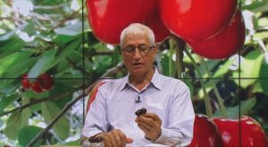VIDEO Ciresele, un ajutor natural pentru somn Recomandarile specialistilor