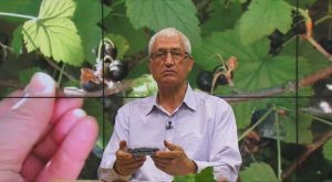 farmacia verde coacazul negru