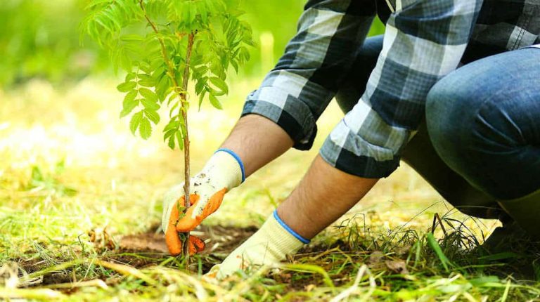 plantare copaci
