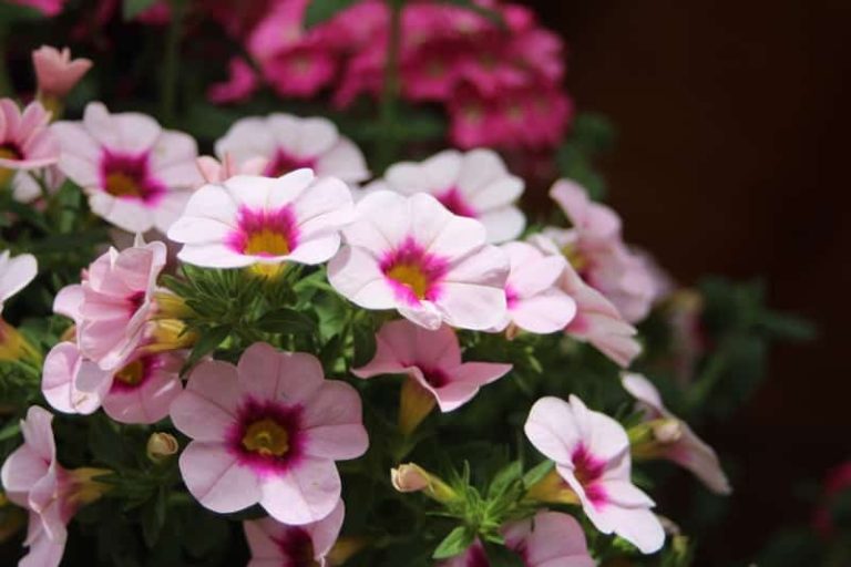 petunia