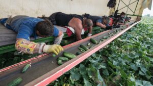 FOCAR de COVID-19 intr-o ferma din Germania! 480 de angajati, inclusiv romani, plasati in CARANTINA Stiri agricole Focar de Covid-19