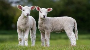 Anunt APIA! Se face plata ajutorului de stat in sectorul cresterii animalelor Stiri agricole hectare salvate de seceta