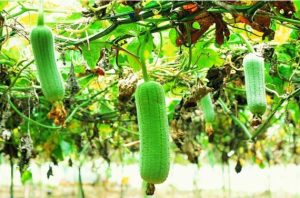 VIDEO Luffa: buretele vegetal care te scapa de bacterii Stiri agricole Focar de Covid-19